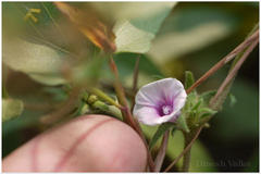 Ipomoea eriocarpa